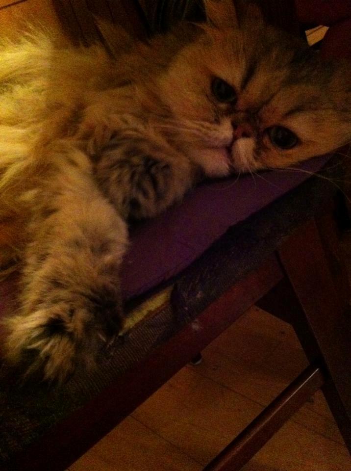 Perser Nuggi / berta <3<3<3 min kat<3<3<3<3<3 - Elsker dig skat! <3<3<3<3<3<3<3<3<3<3<3<3<3<3<33 billede 5