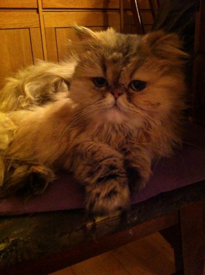 Perser Nuggi / berta <3<3<3 min kat<3<3<3<3<3 - smukke <3<3<3<3<3<3<3<3<3<3 billede 6