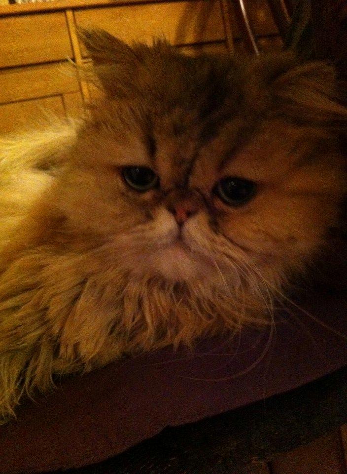 Perser Nuggi / berta <3<3<3 min kat<3<3<3<3<3 - lækker ! og dejlig <3<3<3<3<3<3<3<3<3<3<3 billede 7