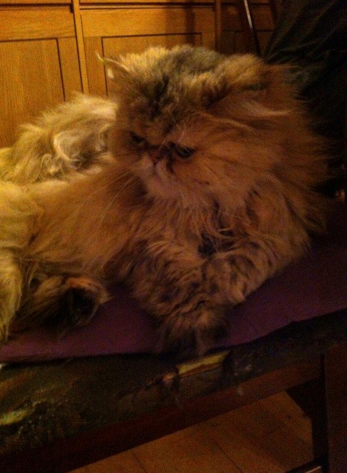 Perser Nuggi / berta <3<3<3 min kat<3<3<3<3<3 - arhhh bare at ligge og slappe af er det bedste i hele verden! <3<3<3<3<3<3 billede 8