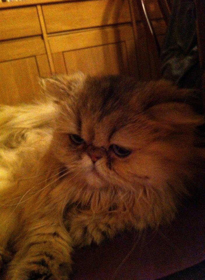 Perser Nuggi / berta <3<3<3 min kat<3<3<3<3<3 - ihhh jeg glæder mig til at gå i seng så for jeg guffe mad!:)<3<3<3<3<3<3<3<3 billede 9