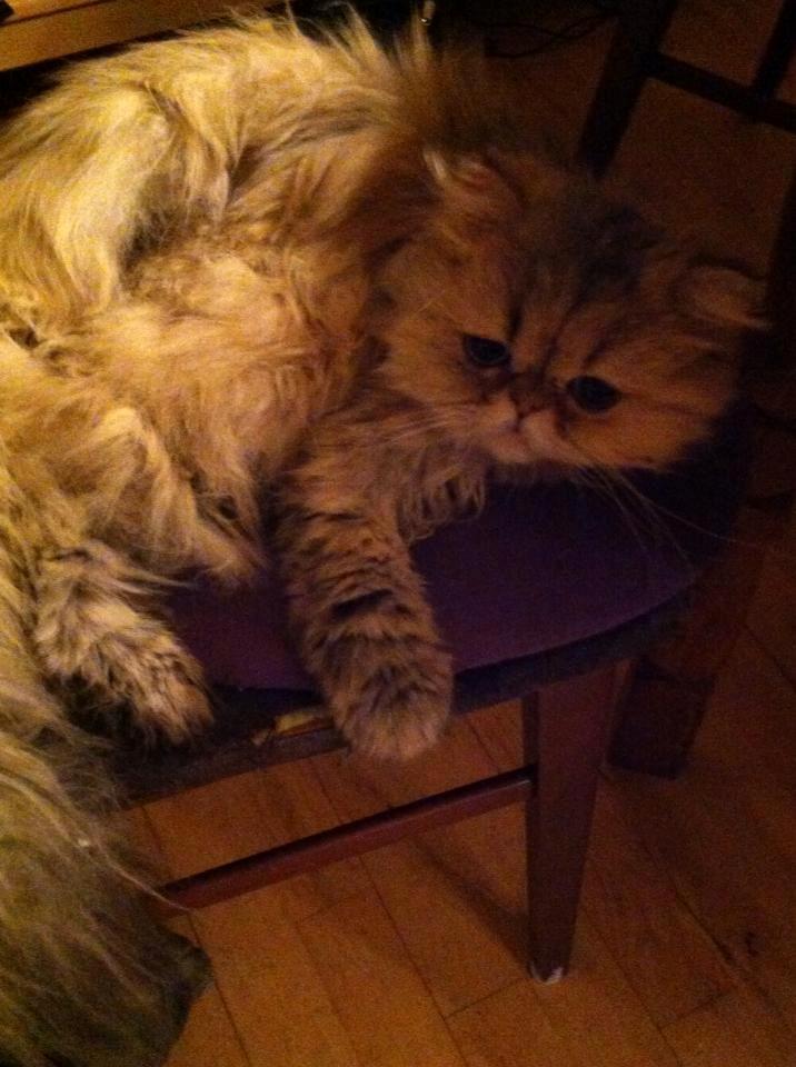 Perser Nuggi / berta <3<3<3 min kat<3<3<3<3<3 - Godnat!! <3<3<3<3<3<3<3<3<3<3<3<3<3<3<3<3<3<3<3<3<3 billede 10