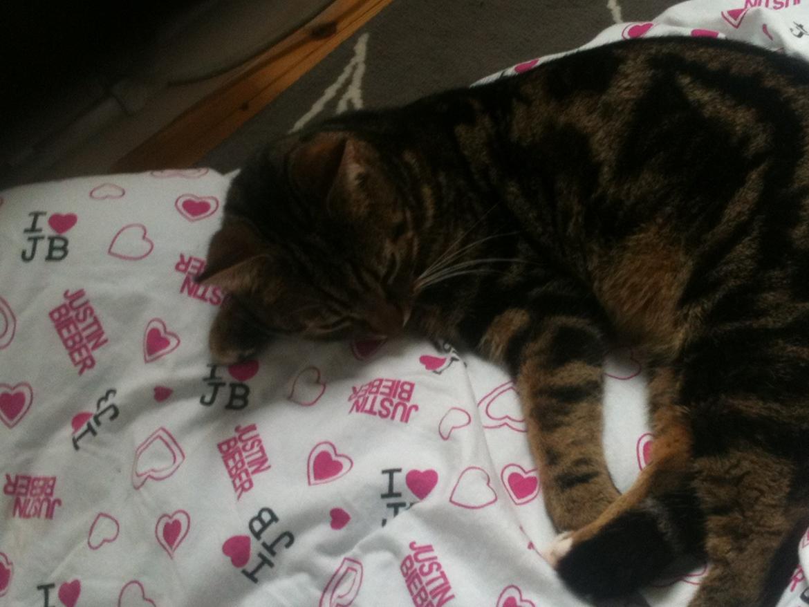 Huskat Winzet (Baby) billede 5