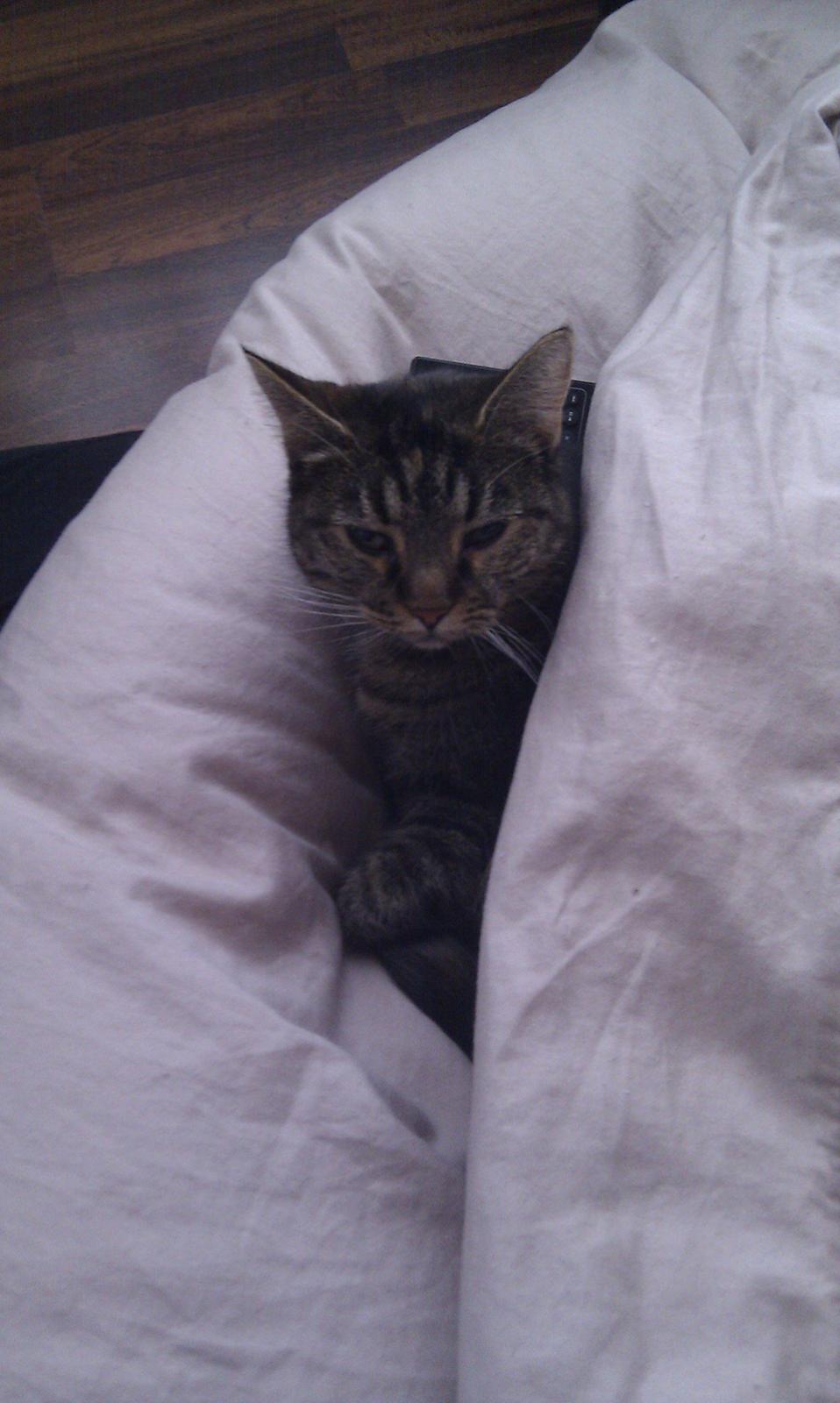 Huskat Maddi billede 18