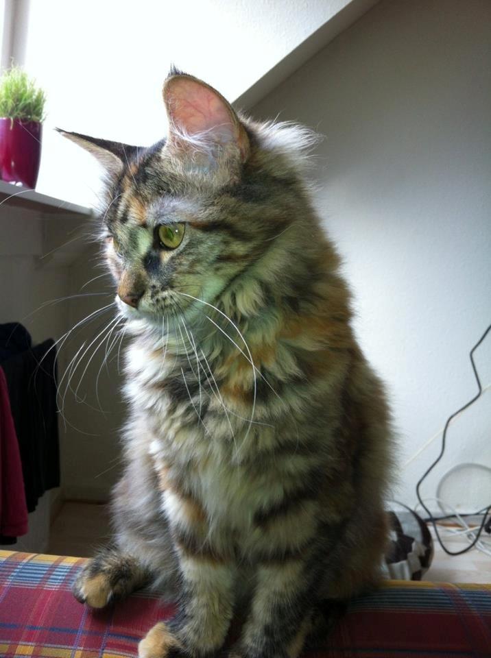 Maine Coon Nira - smukke pigen <3 billede 12