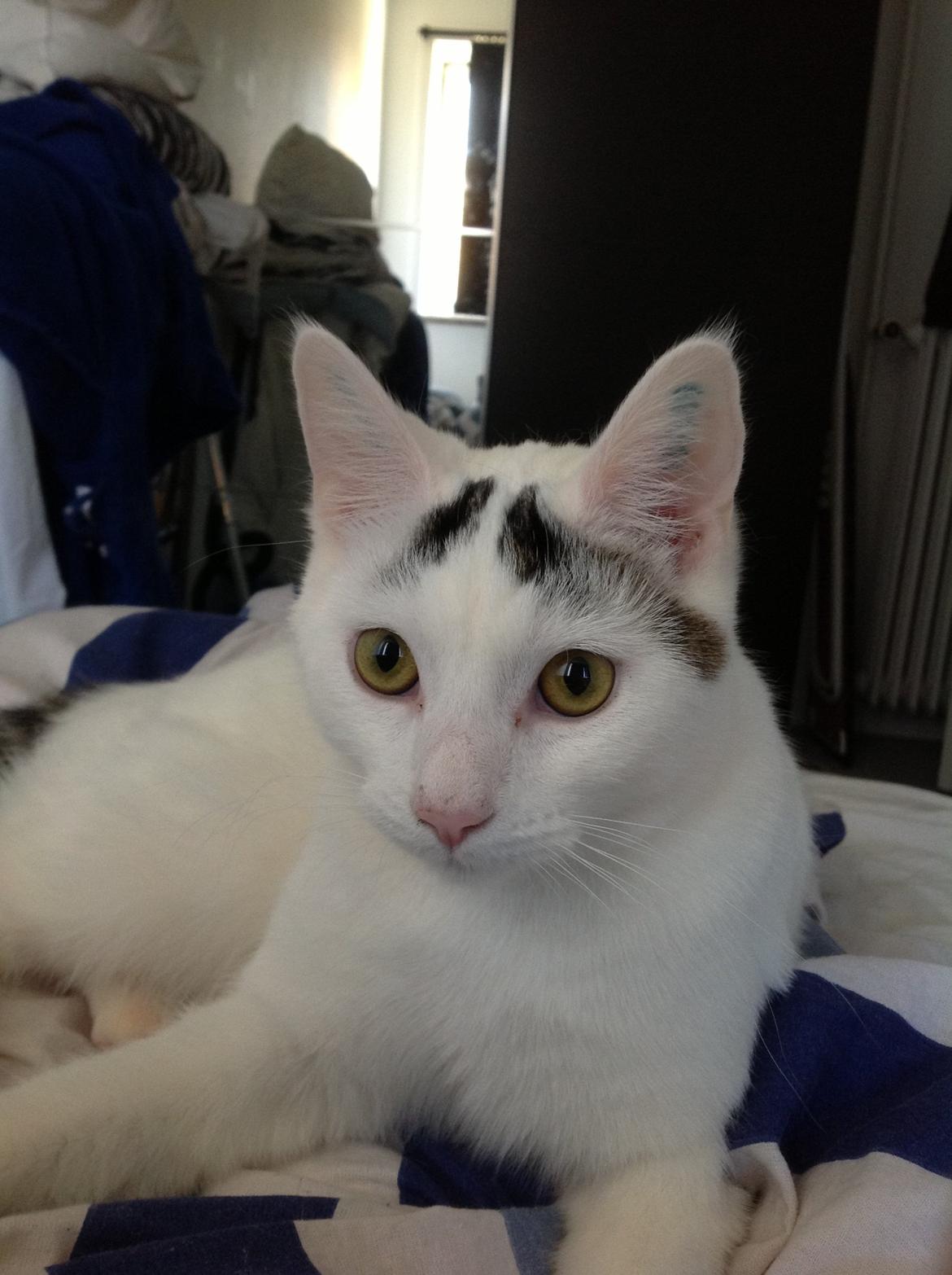 Huskat Kitt billede 1