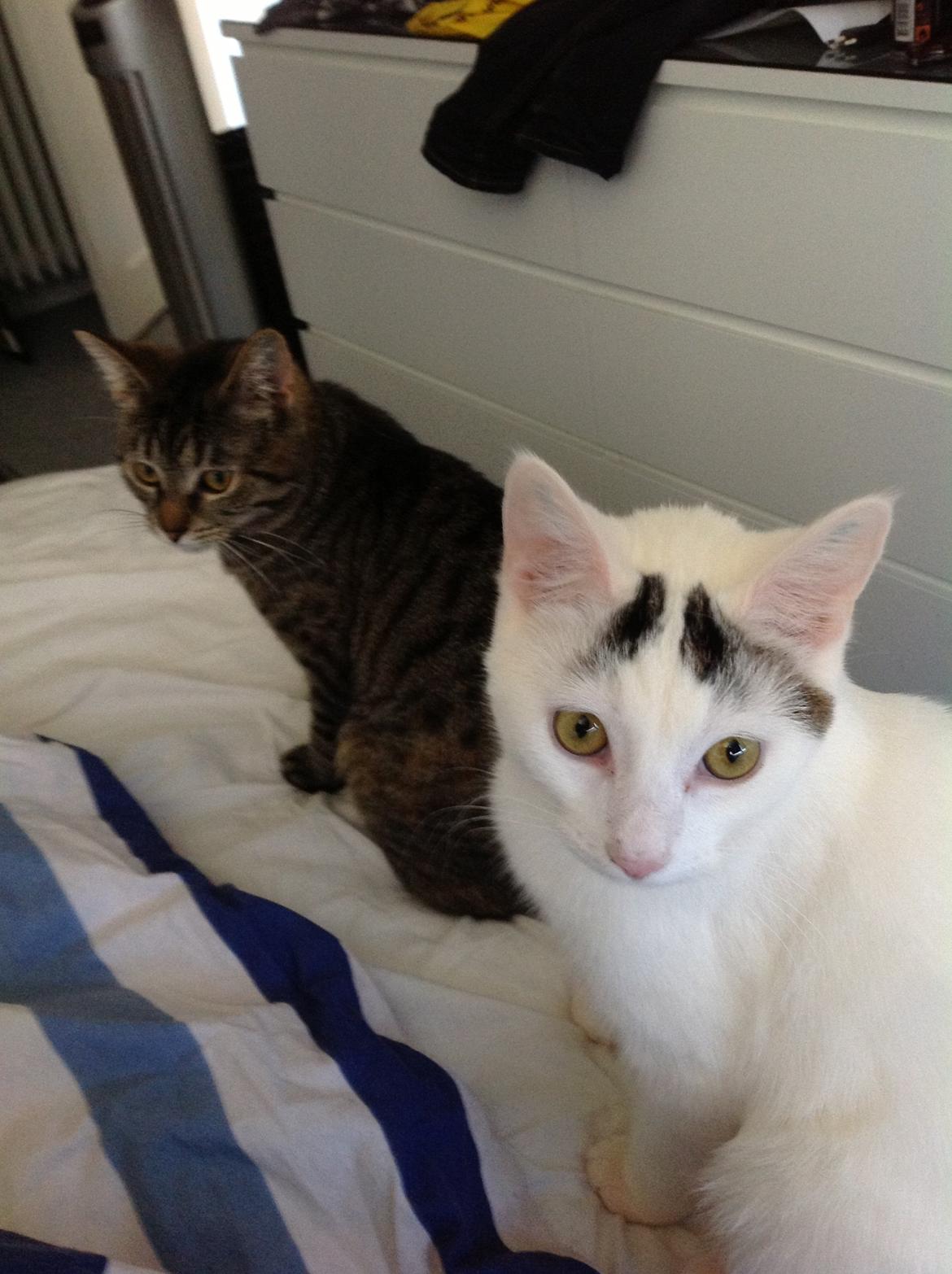 Huskat Kitt billede 2