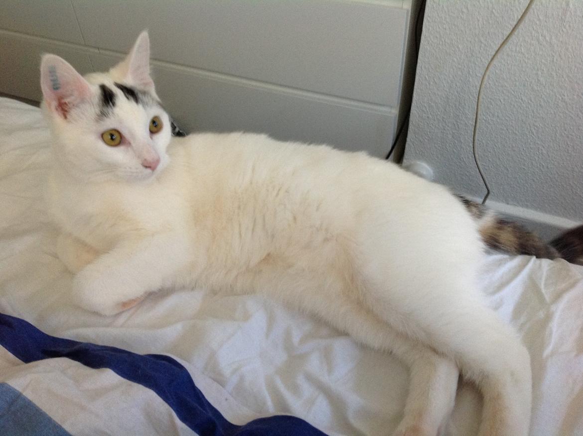 Huskat Kitt billede 3