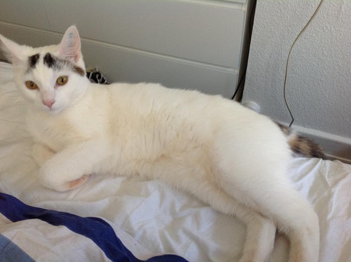 Huskat Kitt billede 4