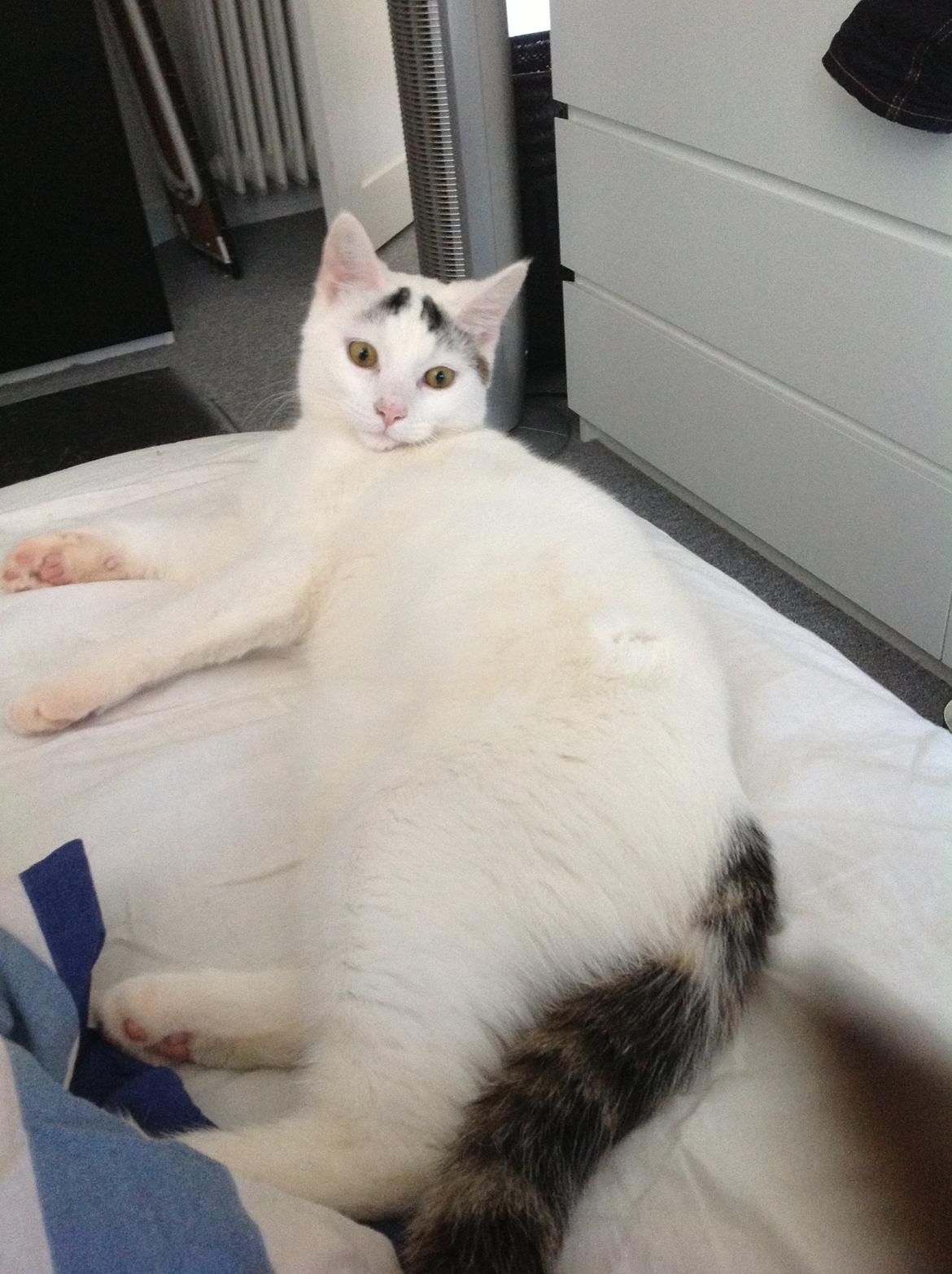 Huskat Kitt billede 5