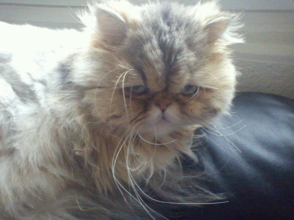 Perser Nuggi / berta <3<3<3 min kat<3<3<3<3<3 - Hej:)<3<3<3<33<3<3<3<3 billede 11