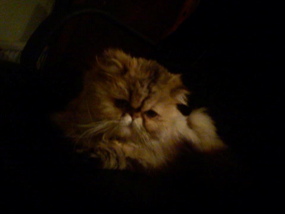 Perser Nuggi / berta <3<3<3 min kat<3<3<3<3<3 - <3<3<3 billede 12