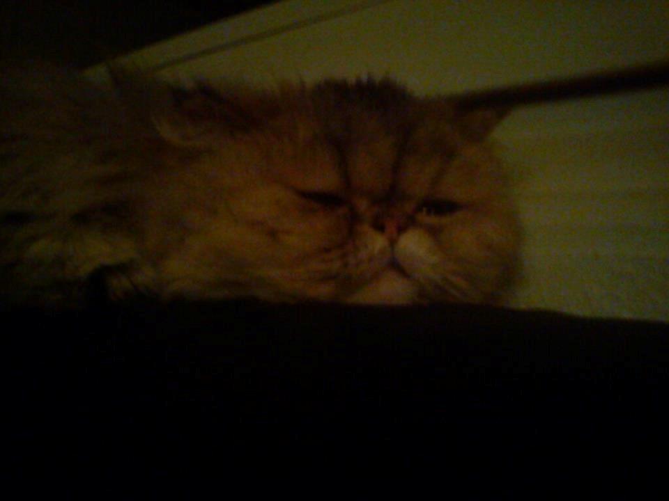 Perser Nuggi / berta <3<3<3 min kat<3<3<3<3<3 - snork snork snork!<3<3<3 billede 13