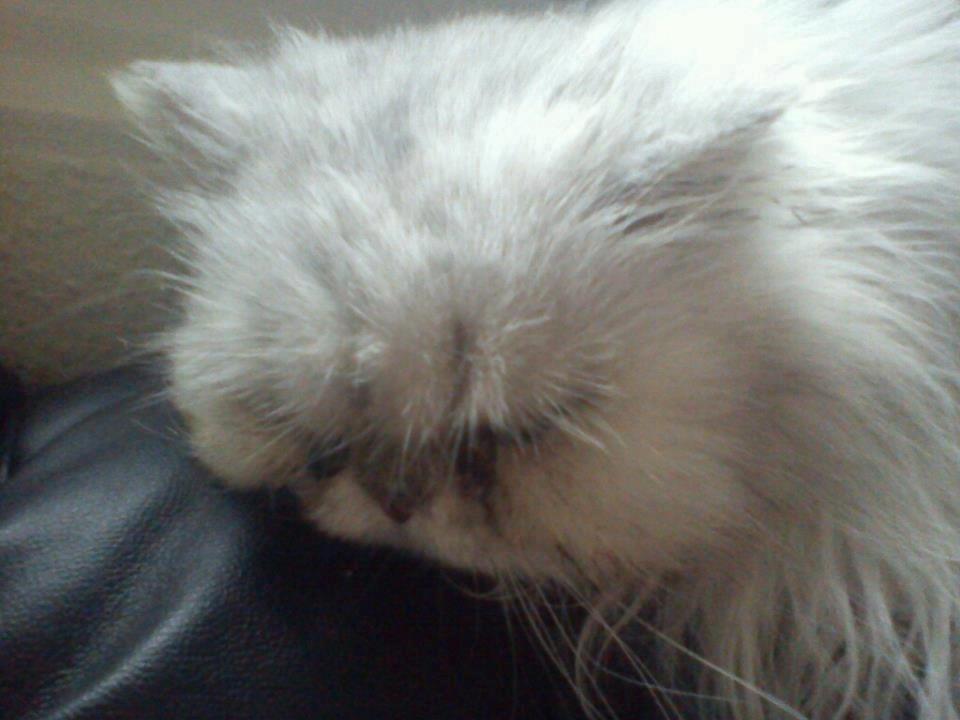 Perser Fnuggi Min kat<3<3<3<3<3<3<3<3<3<3 - snork!<3<3<3<3 billede 9