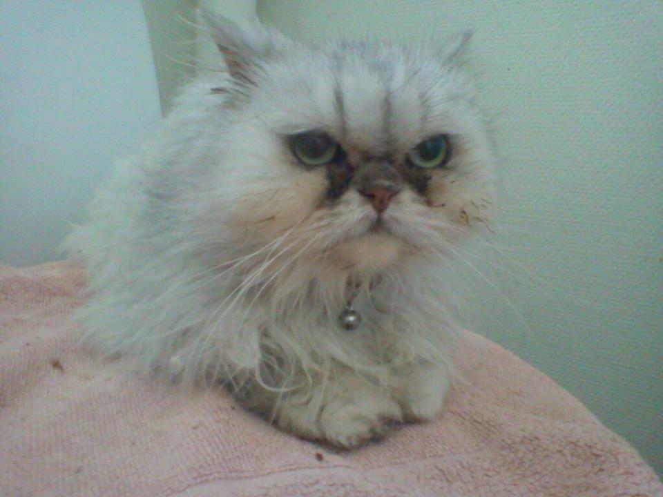 Perser Fnuggi Min kat<3<3<3<3<3<3<3<3<3<3 - arhh dejlig tør efter at have været du i regn vejret 
!<3<3<<3 billede 10