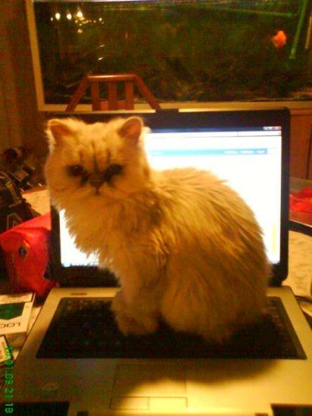 Perser Fnuggi Min kat<3<3<3<3<3<3<3<3<3<3 - må jeg komme på katte nettet <3<3<3 billede 11