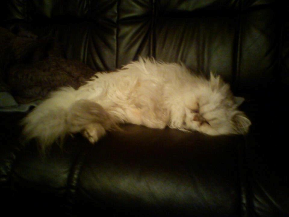 Perser Fnuggi Min kat<3<3<3<3<3<3<3<3<3<3 - ligger godt<3 billede 12