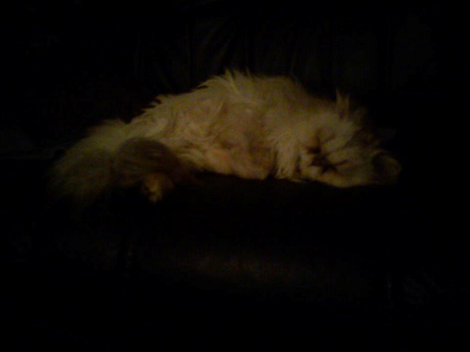 Perser Fnuggi Min kat<3<3<3<3<3<3<3<3<3<3 - <3 billede 14