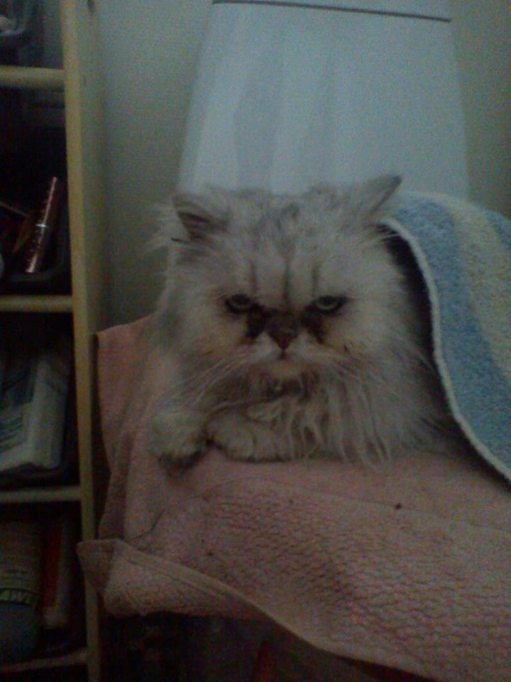 Perser Fnuggi Min kat<3<3<3<3<3<3<3<3<3<3 - er helt væd af vand<3<3<3<3<3 billede 15