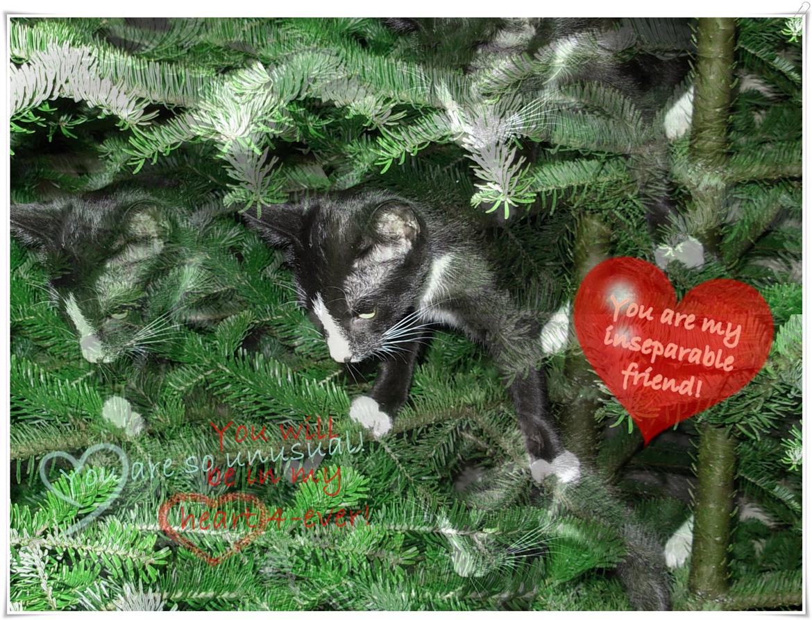 Huskat Nuzer<3 R.I.P.<3 - "You were always ready for explorations!<3" billede 13