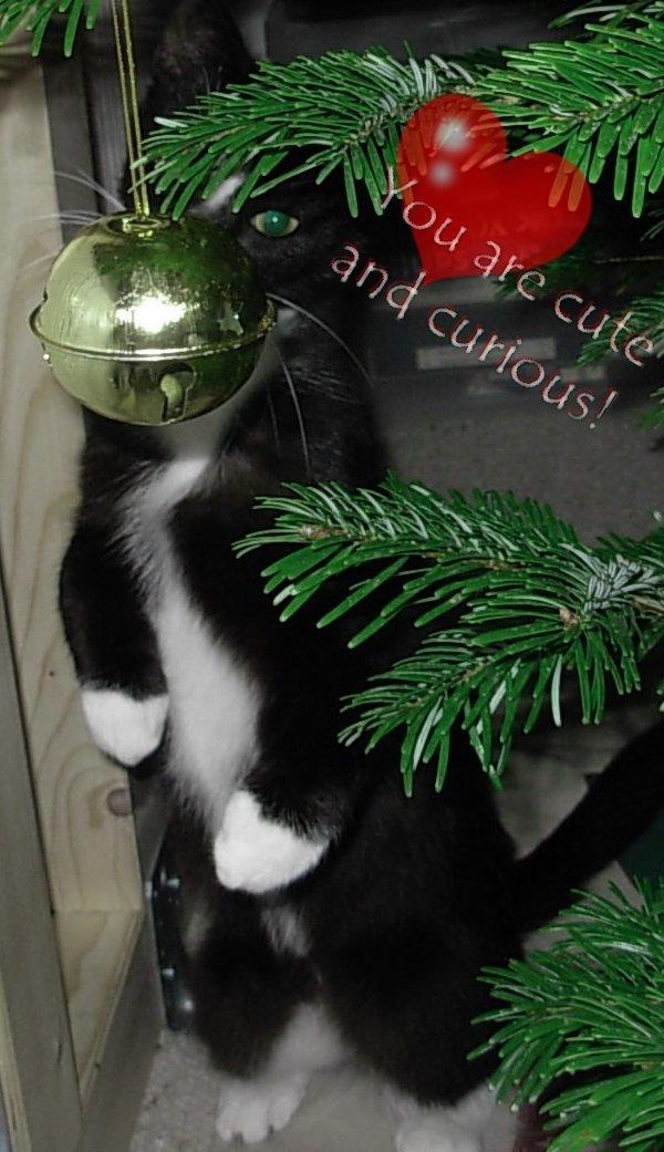 Huskat Nuzer<3 R.I.P.<3 - "My heart is broken and I need you - I want to be together with you!<3" billede 20