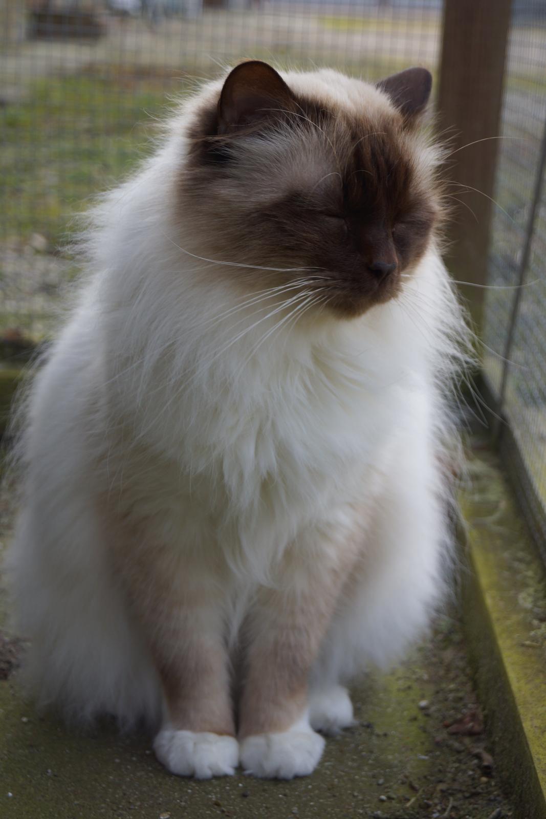 Hellig Birma Chiangmaus Gersimi billede 5