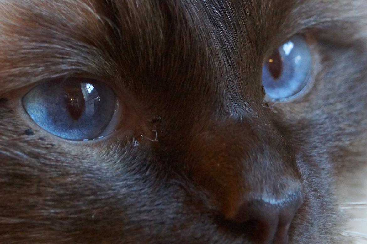 Hellig Birma Chiangmaus Gersimi billede 12