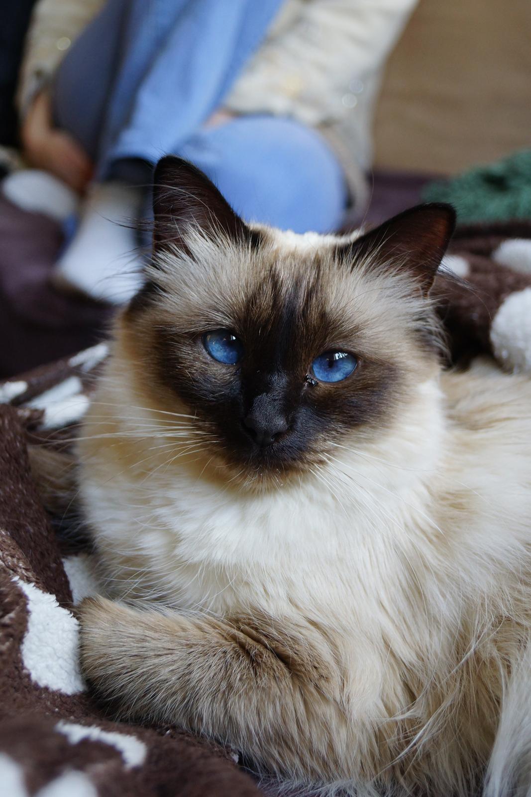 Hellig Birma Pifuni´s Emily billede 3