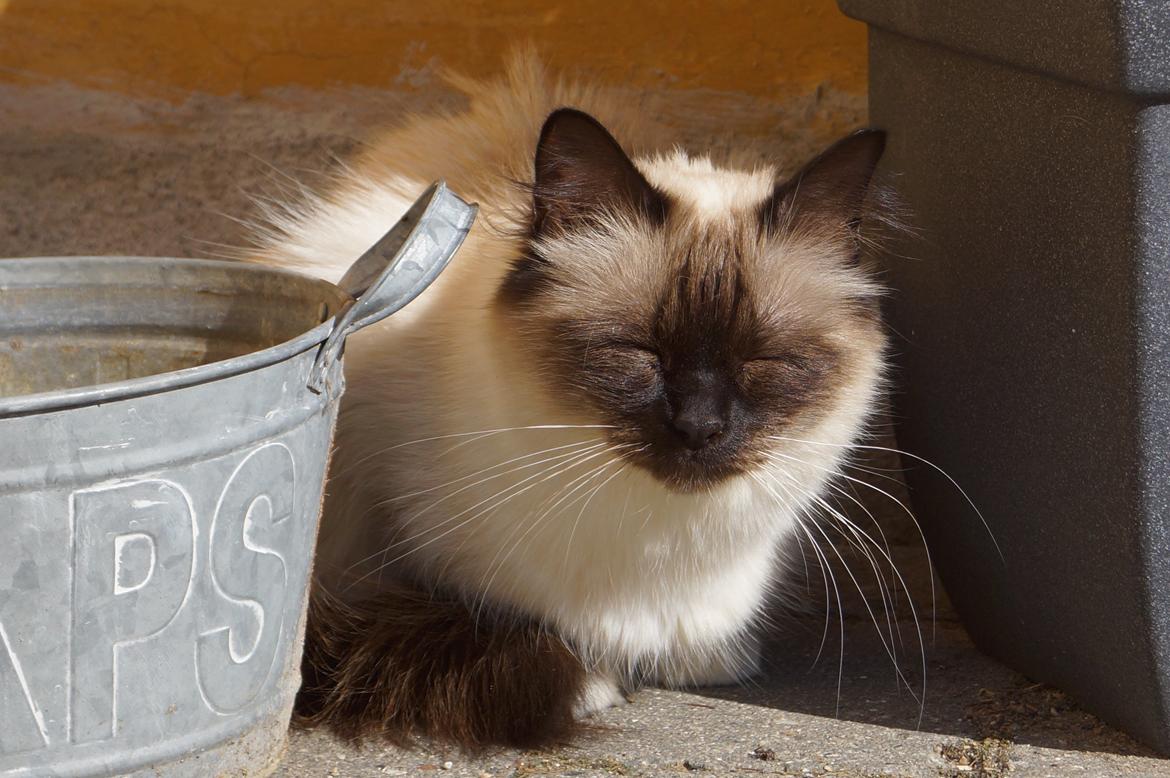 Hellig Birma Pifuni´s Emily billede 7