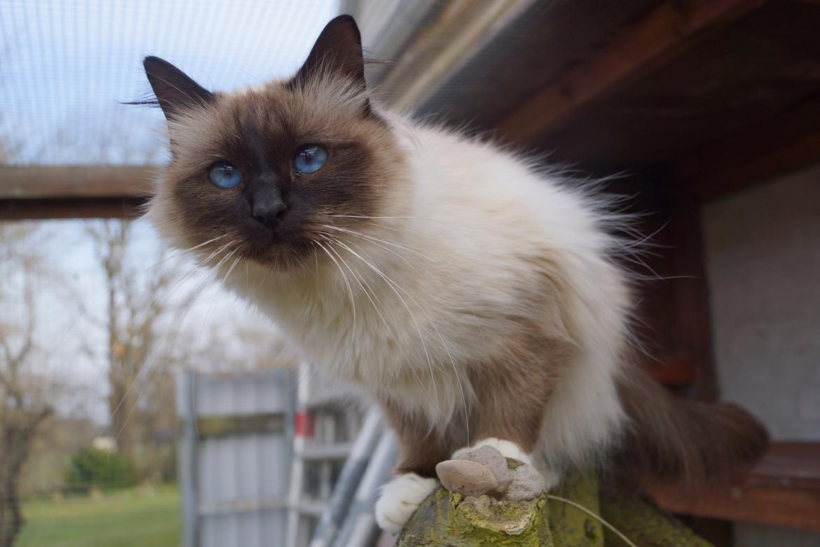 Hellig Birma Pifuni´s Emily billede 10