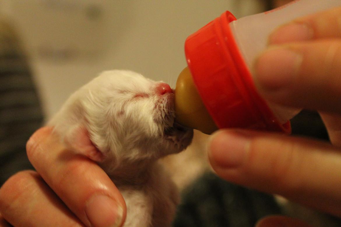 Hellig Birma Aslan - Da Aslan fik sutteflaske:) billede 2