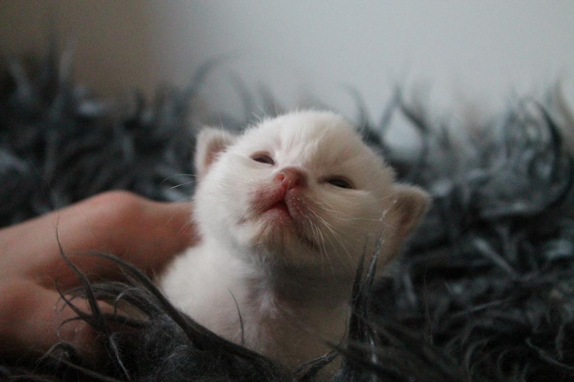 Hellig Birma Aslan billede 4