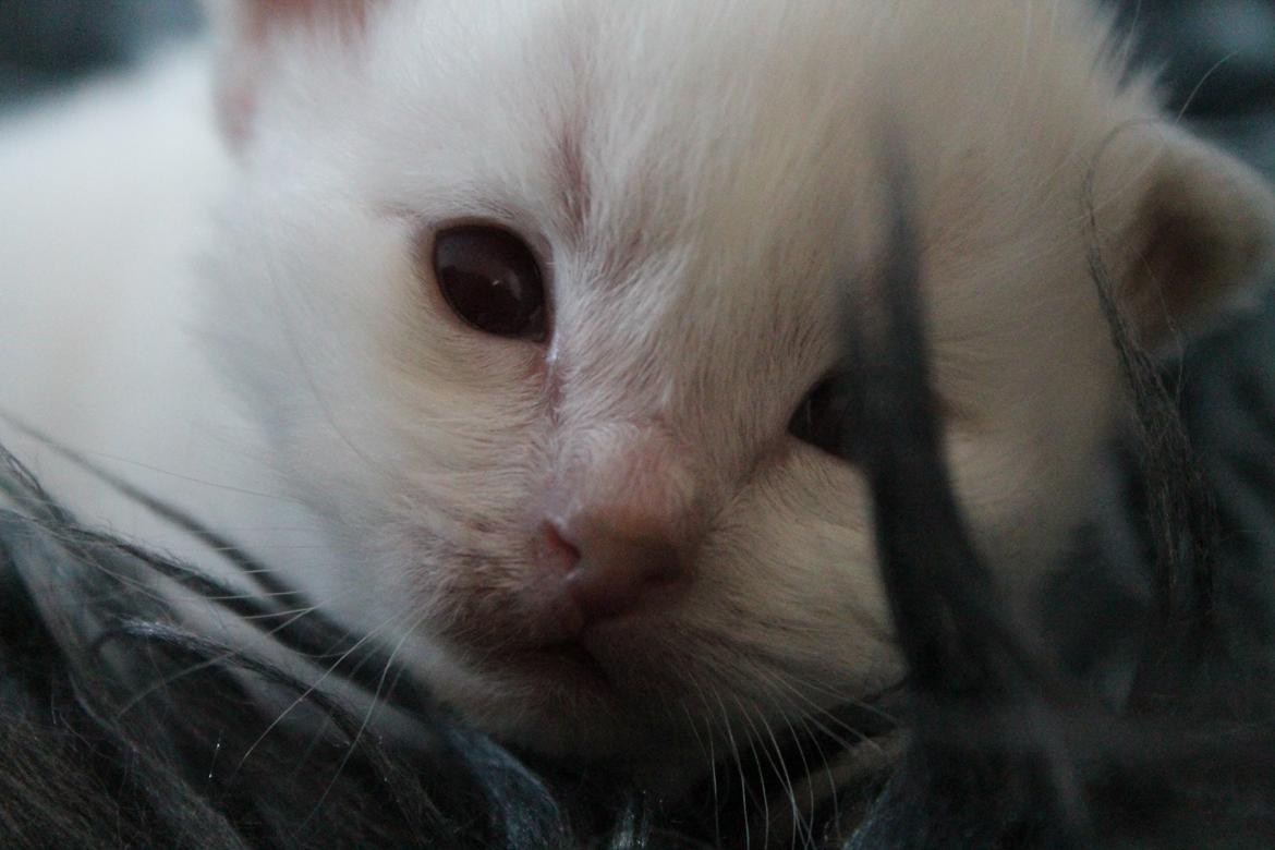 Hellig Birma Aslan billede 9