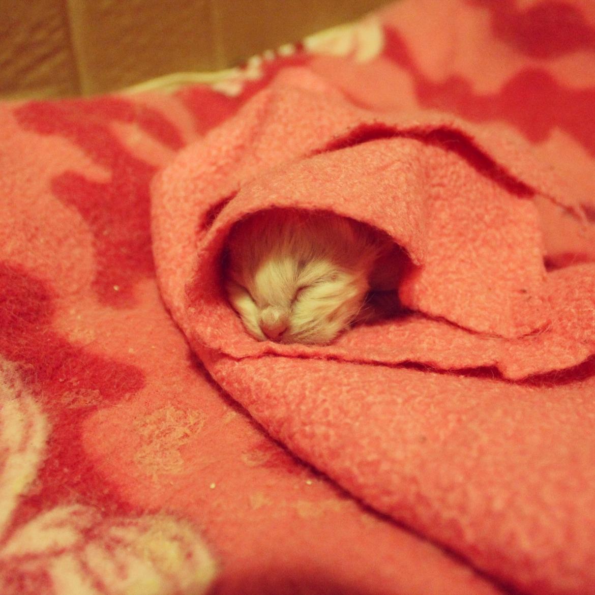 Hellig Birma Aslan billede 11