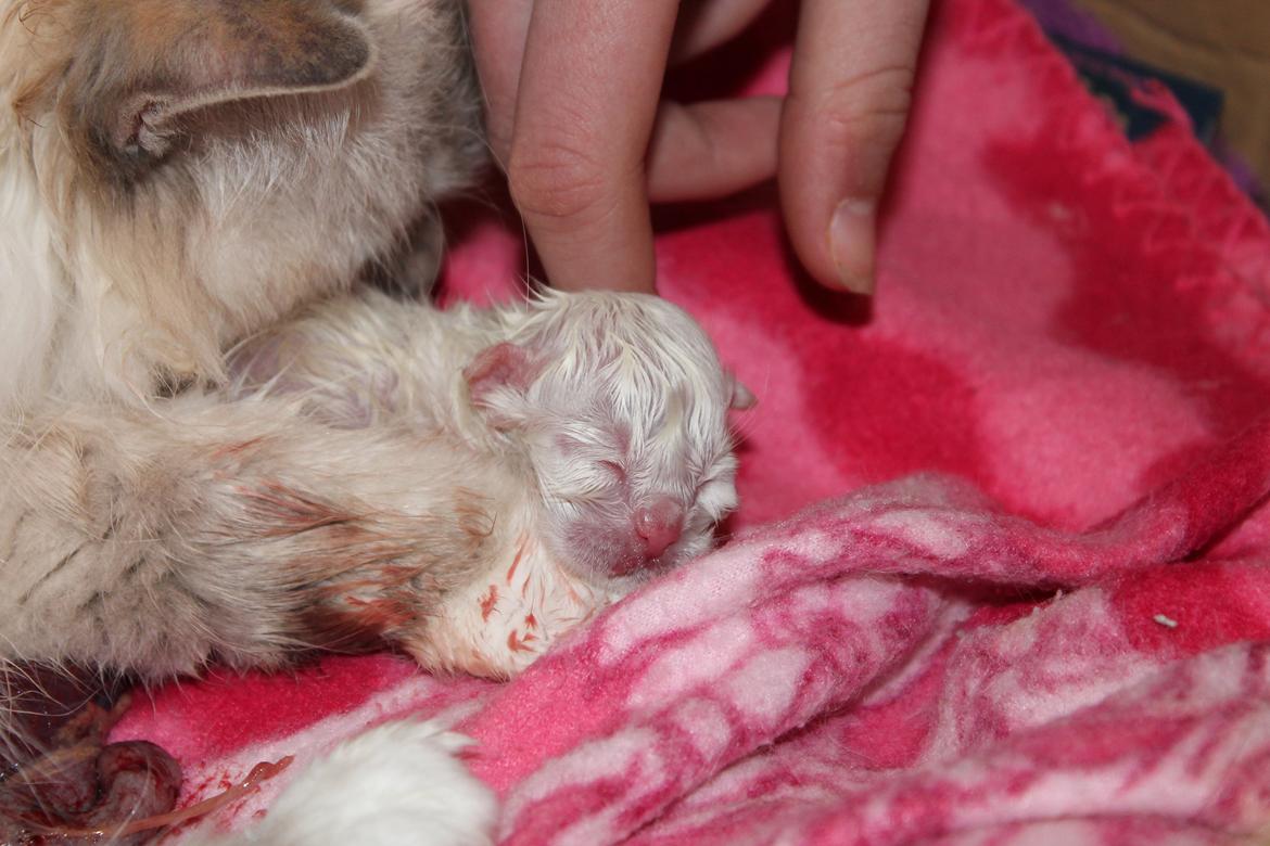 Hellig Birma Aslan billede 7