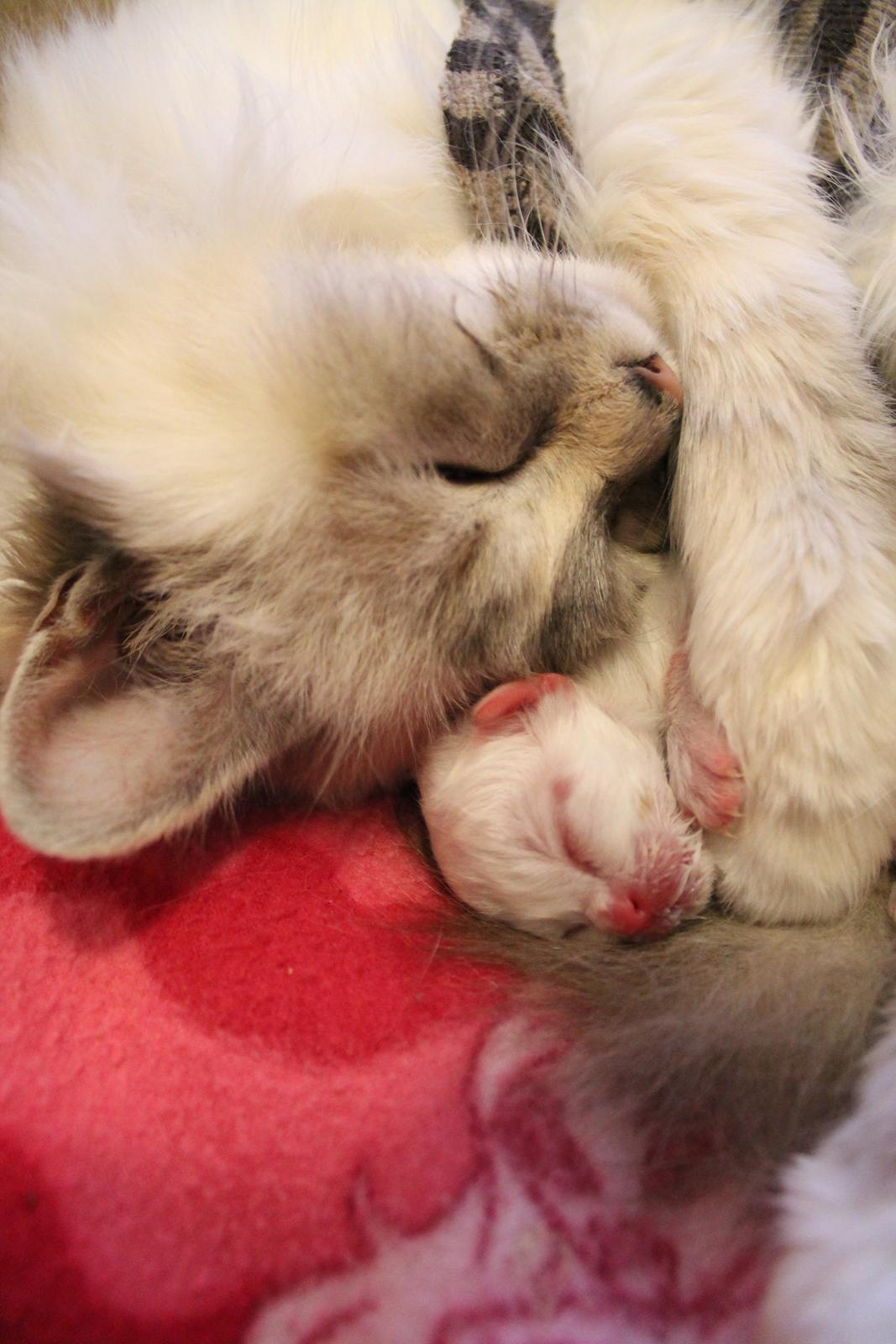 Hellig Birma Aslan billede 12