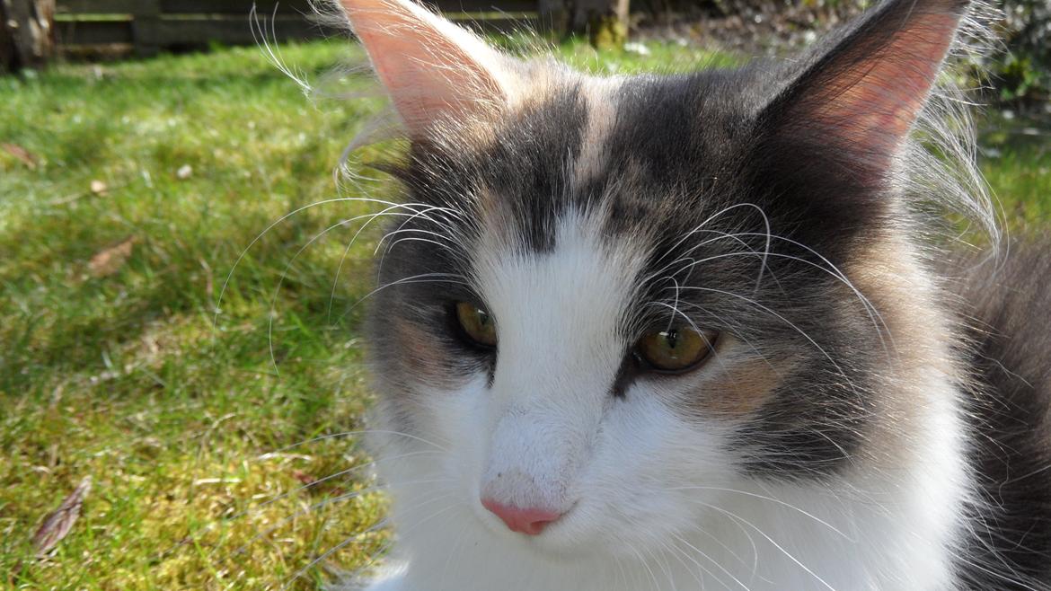 Norsk Skovkat Flocke (Killix Klokkeblomst) - himmelkat  - dejligt - forår i haven uden snor --> tilfreds mis! billede 13