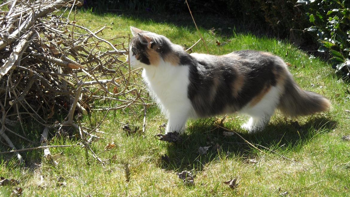 Norsk Skovkat Flocke (Killix Klokkeblomst) - himmelkat  - mon der skulle være en flue i grenbunken? billede 14