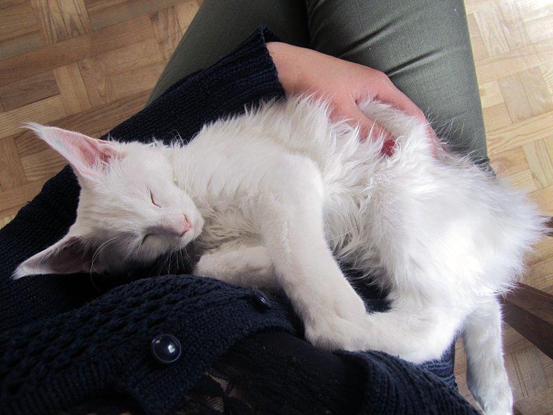 Maine Coon Charles billede 11