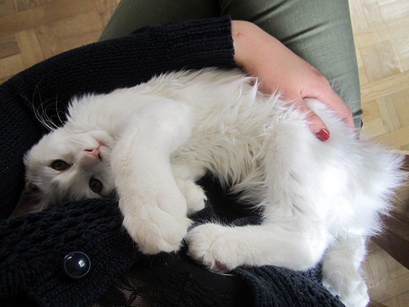 Maine Coon Charles billede 12