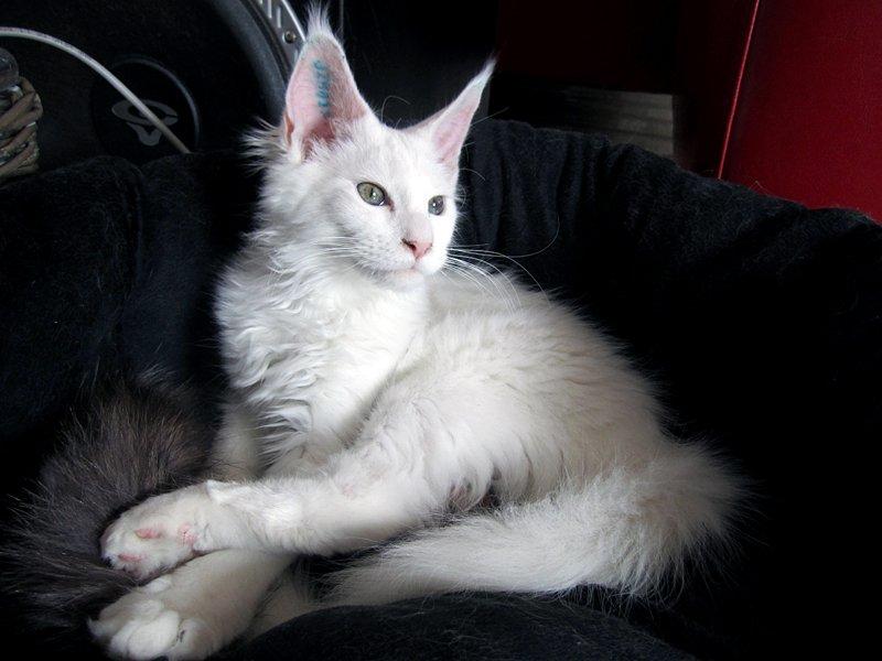 Maine Coon Charles billede 16