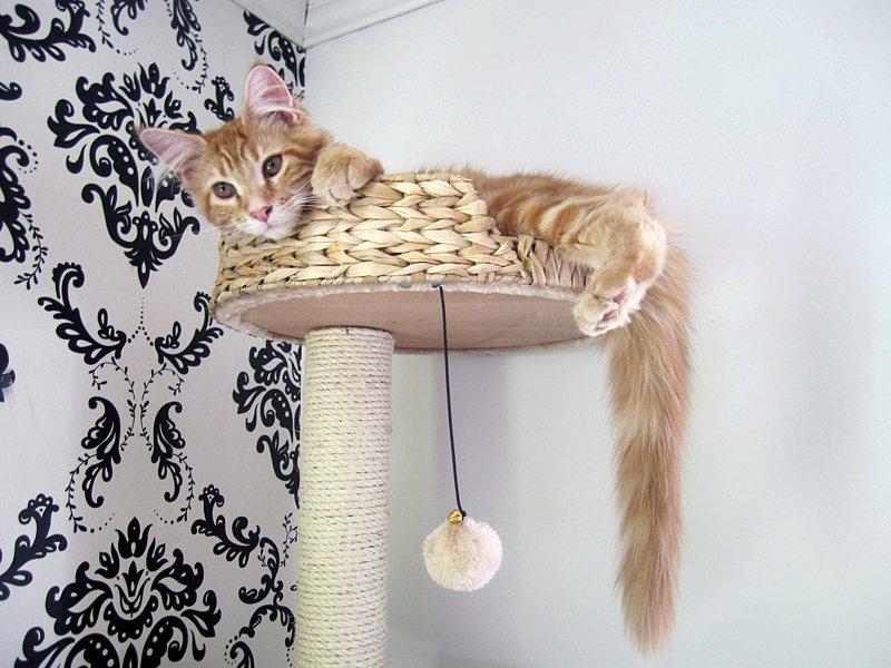 Blanding af racer Jean Pierre - Kongen af klatretårnet :) billede 14