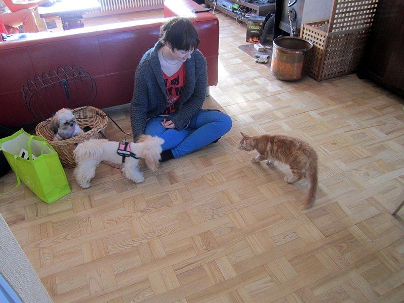 Blanding af racer Jean Pierre - Jean Pierre møder min søsters hunde for første gang - han var meget modig og rolig. billede 21