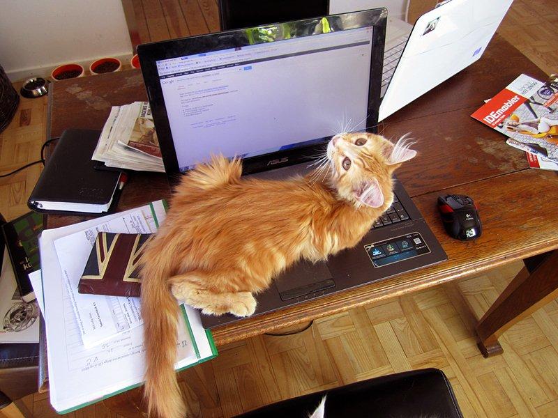 Blanding af racer Jean Pierre - Sidder jeg i vejen? billede 17