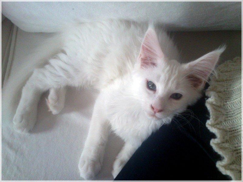 Maine Coon Charles - Da han stadig boede "hjemme". billede 18