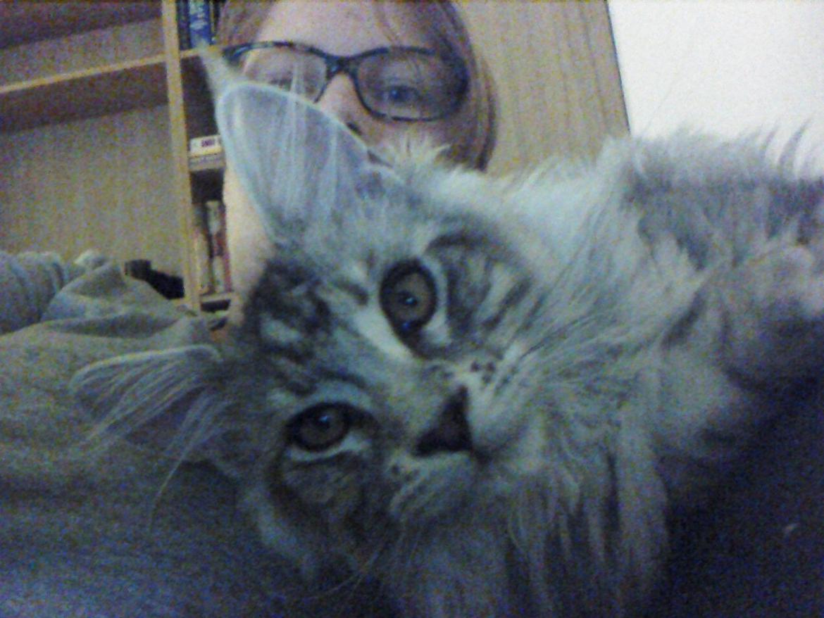 Maine Coon Albert billede 6