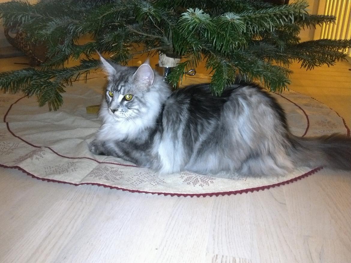 Maine Coon Albert billede 9