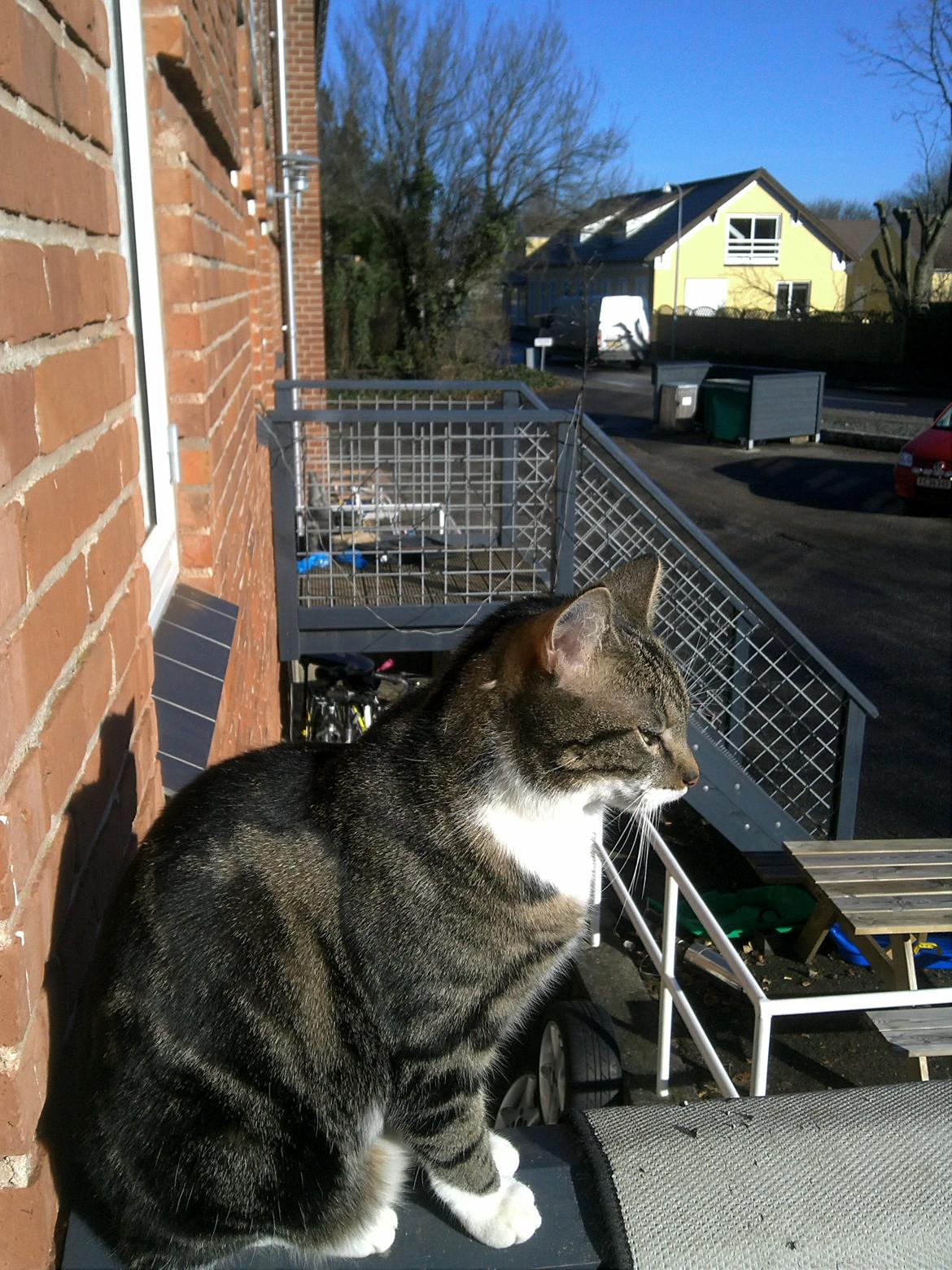 Huskat Ida billede 1