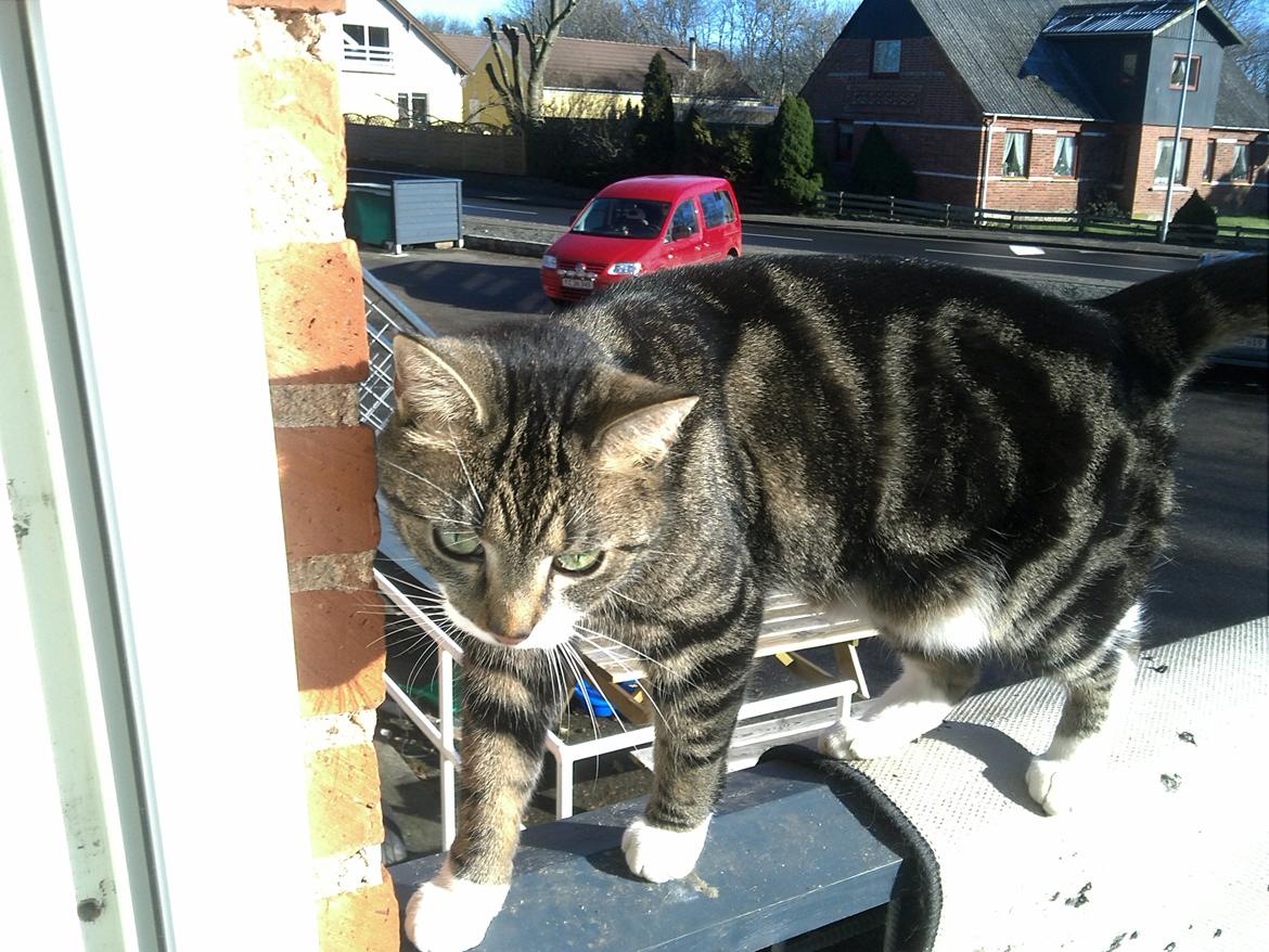 Huskat Ida billede 2