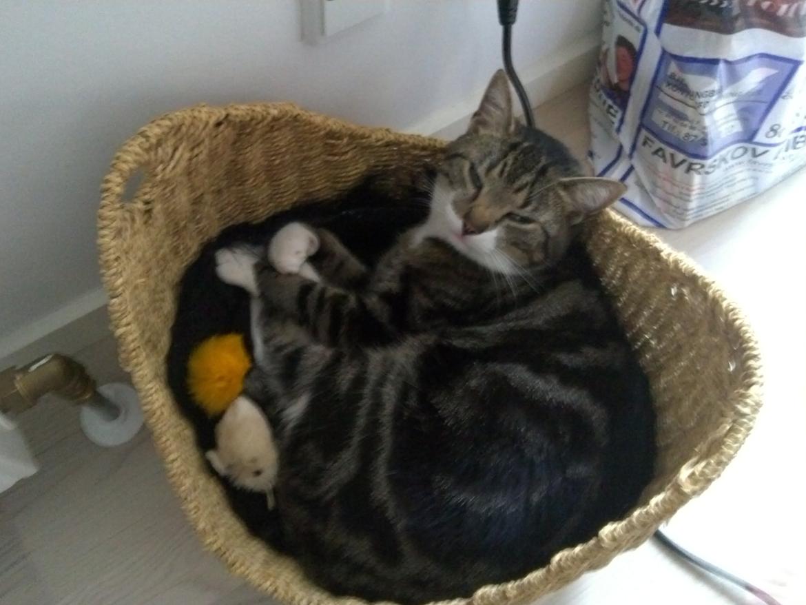 Huskat Ida billede 3